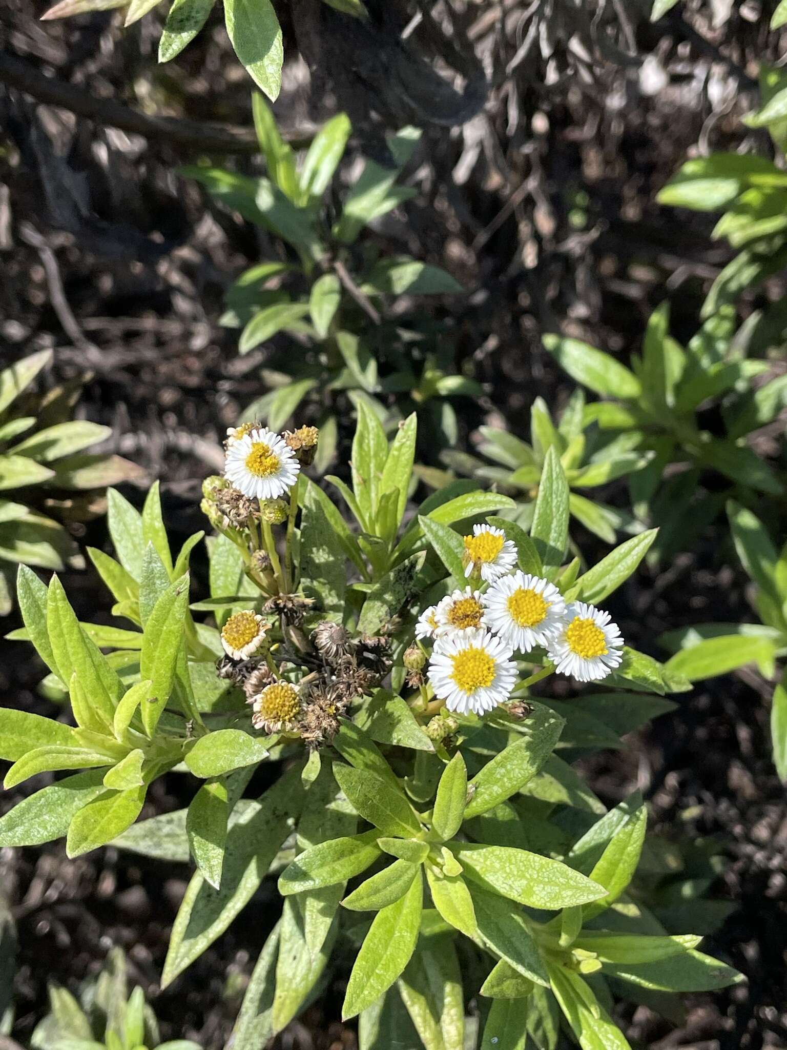 Image of Thin-leafed Darwin's Shrub