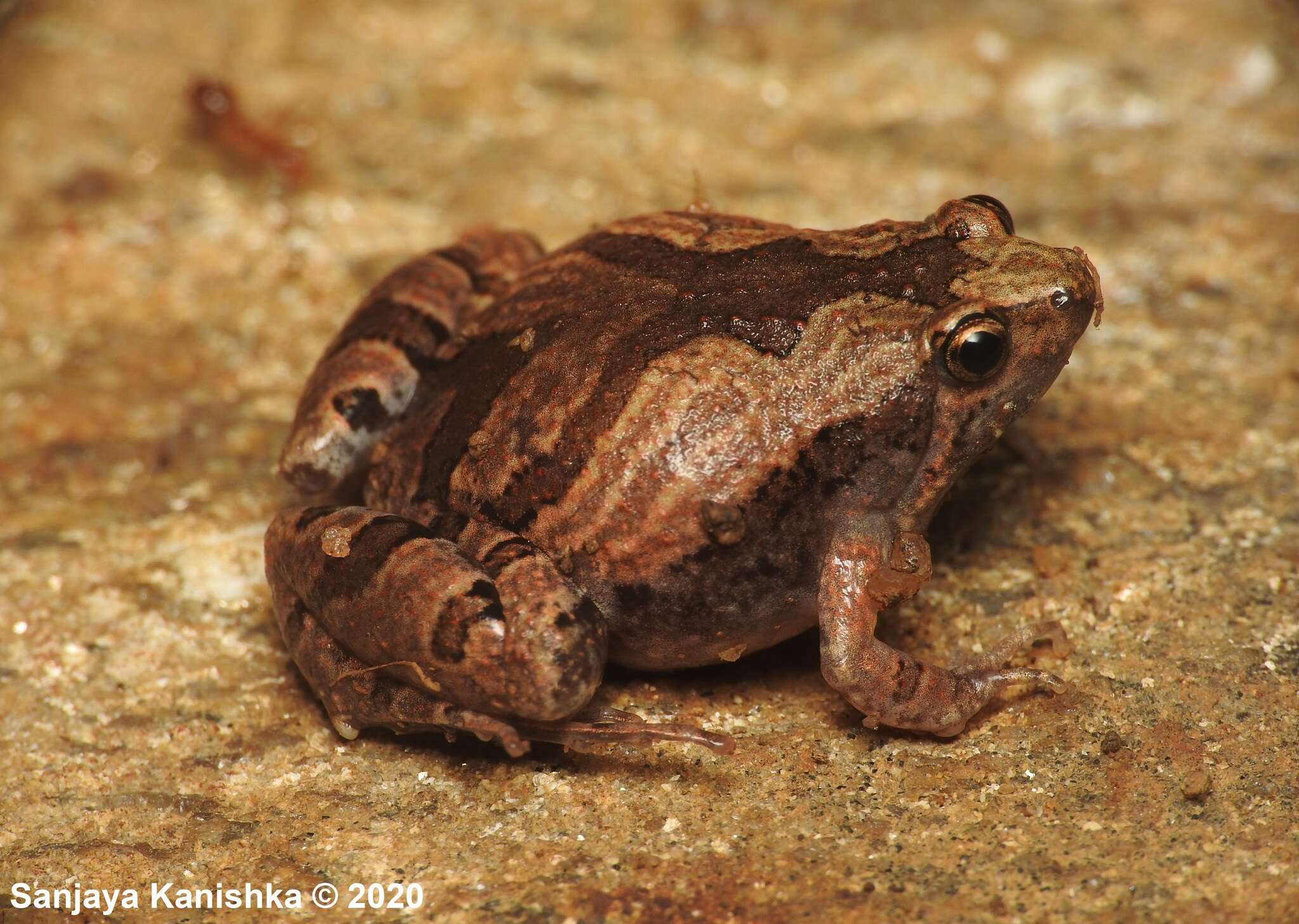 Image of Ant Frog