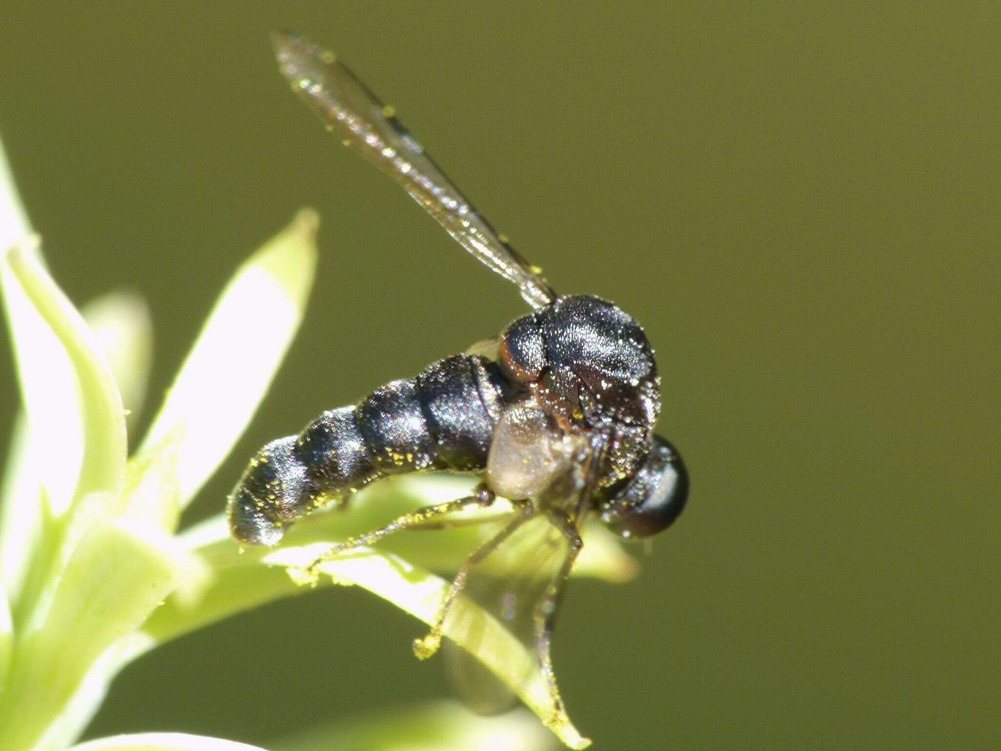 Image of Helle longirostris (Hudson 1892)