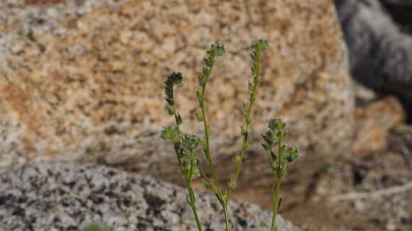 Plancia ëd Cryptantha decipiens (M. E. Jones) Heller