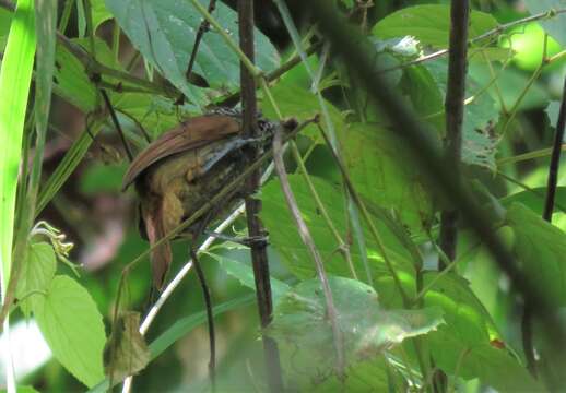 Image of Black Antshrike