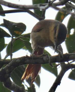 Image of Ochre-breasted Foliage-gleaner