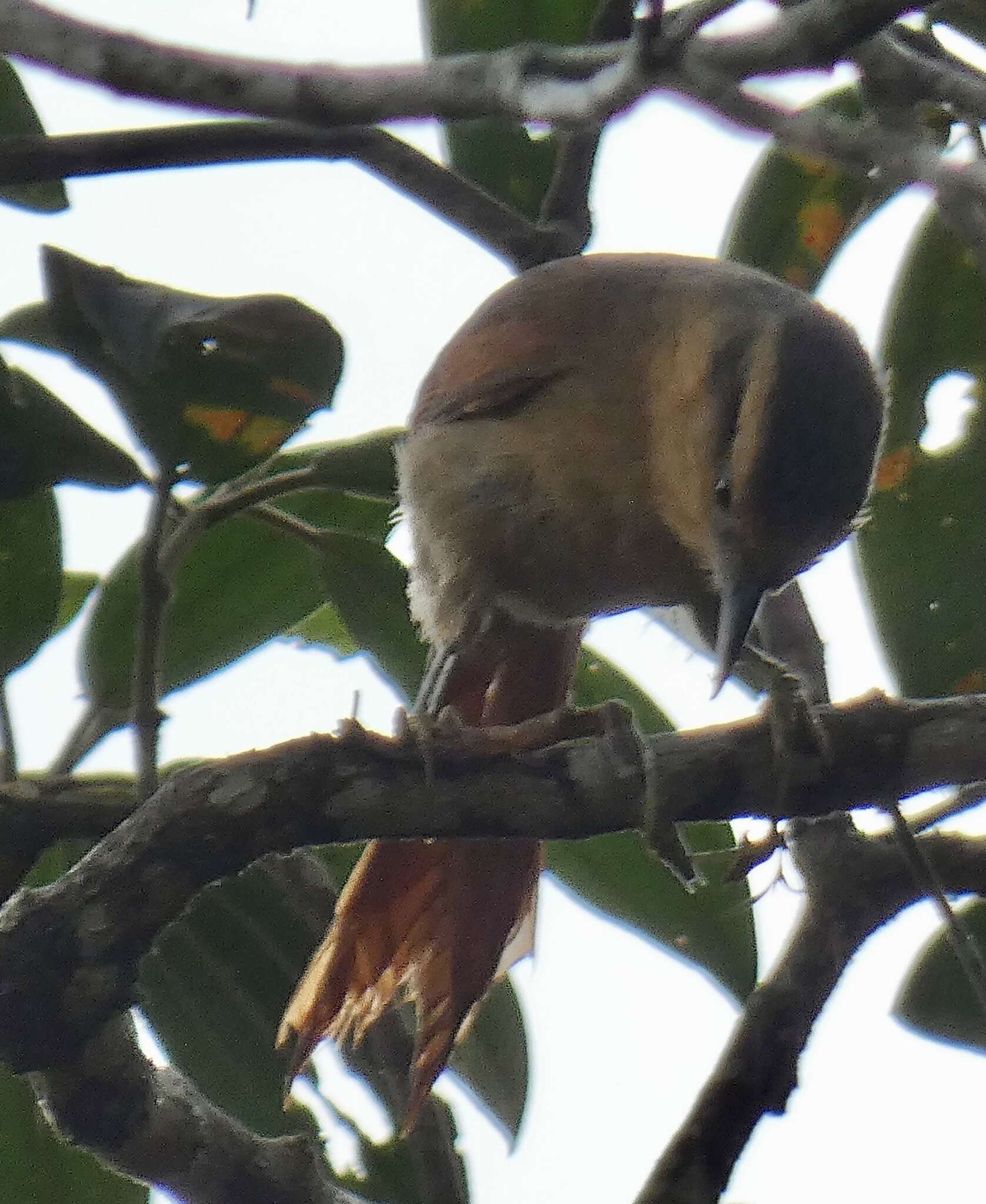 Image of Ochre-breasted Foliage-gleaner