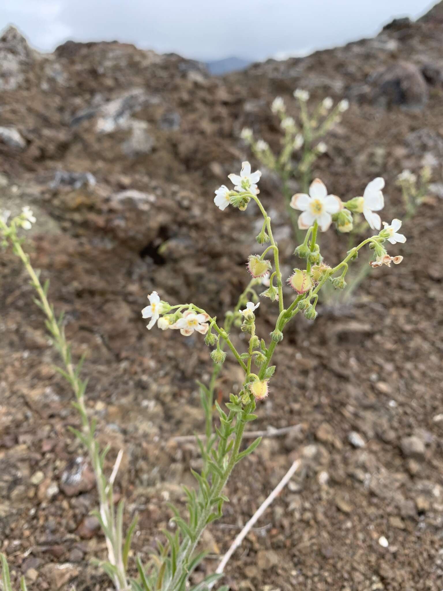 Hackelia diffusa var. arida (Piper) R. L. Carr resmi