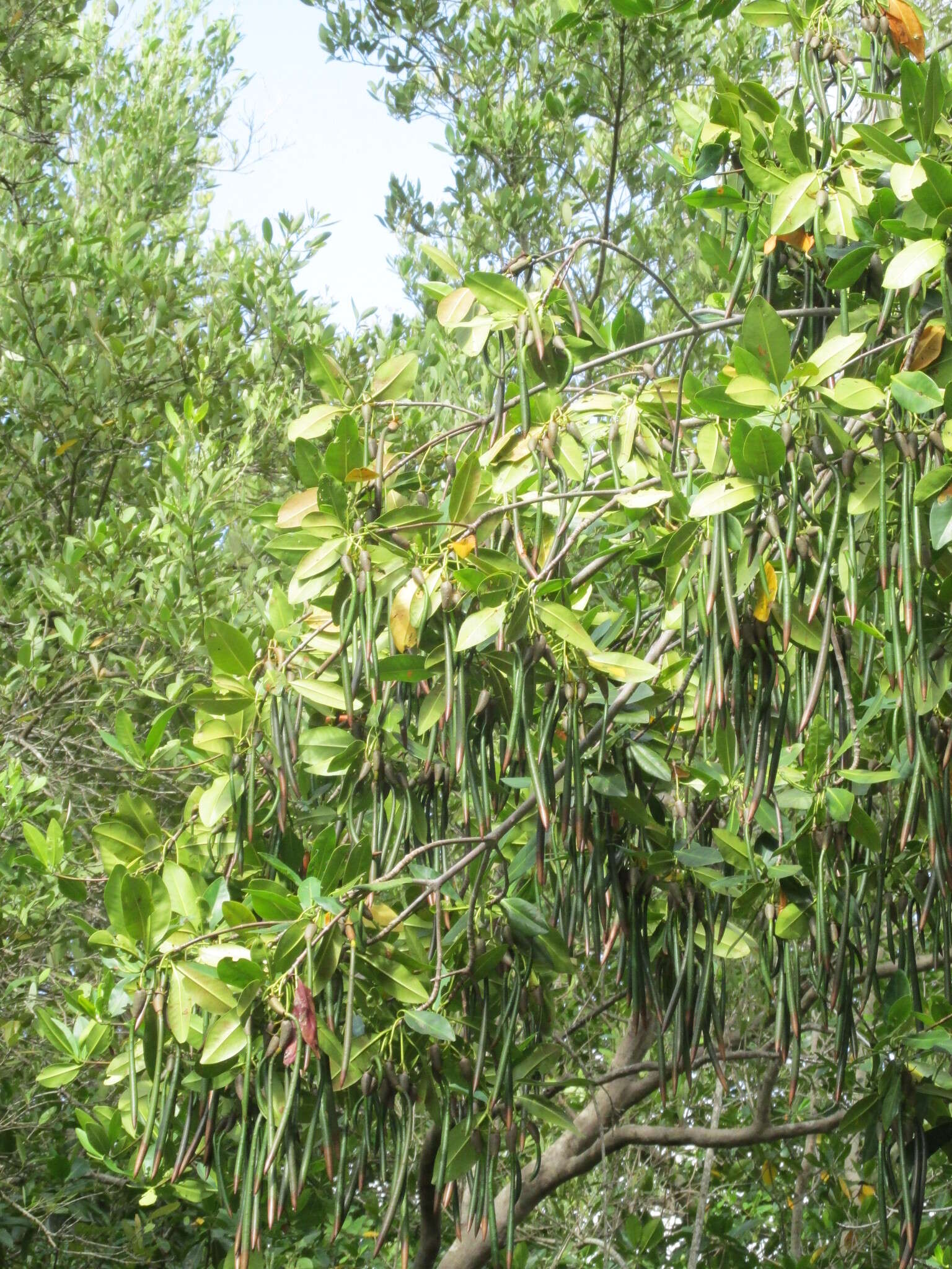 Image of red mangrove