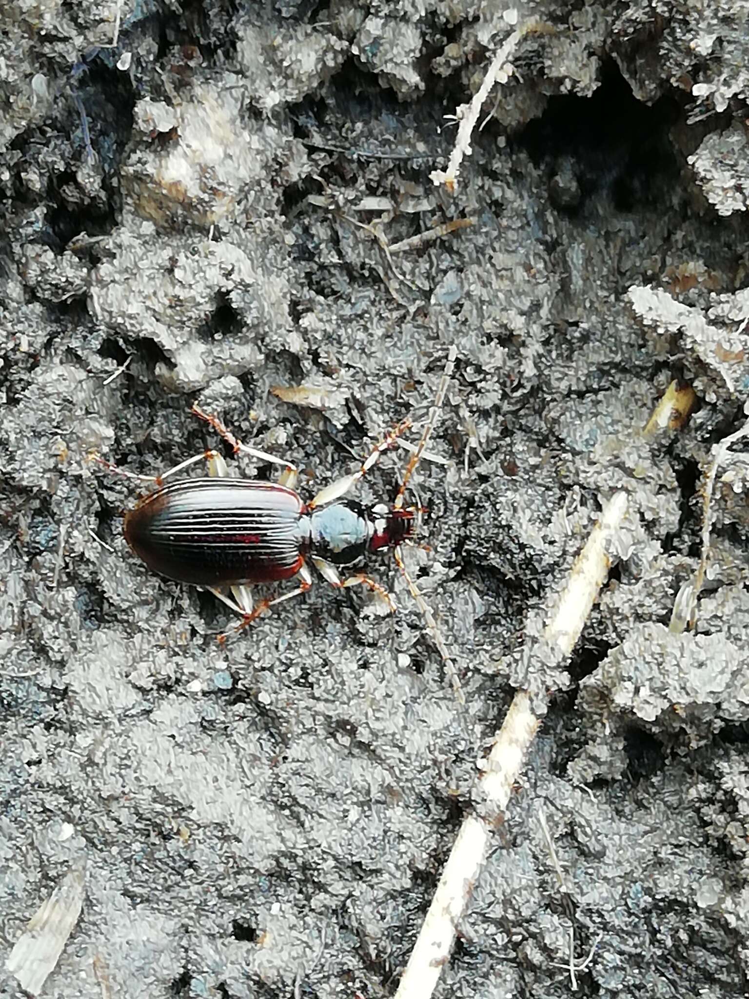 Image of Ground beetle