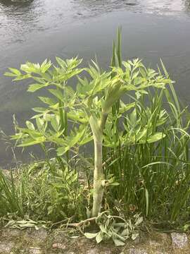 Image of Angelica archangelica subsp. litoralis (Fries) Thell.