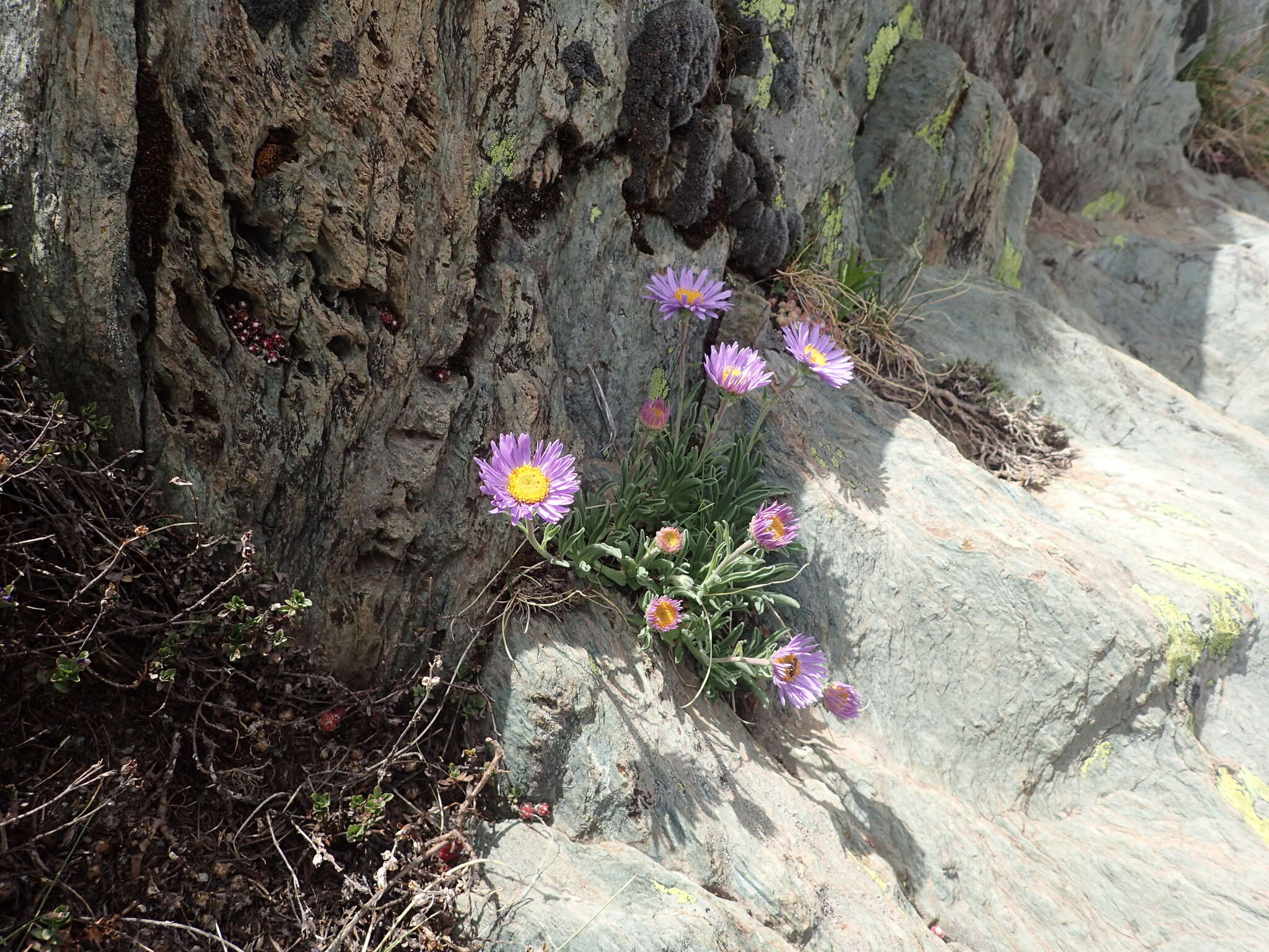 Image of alpine aster