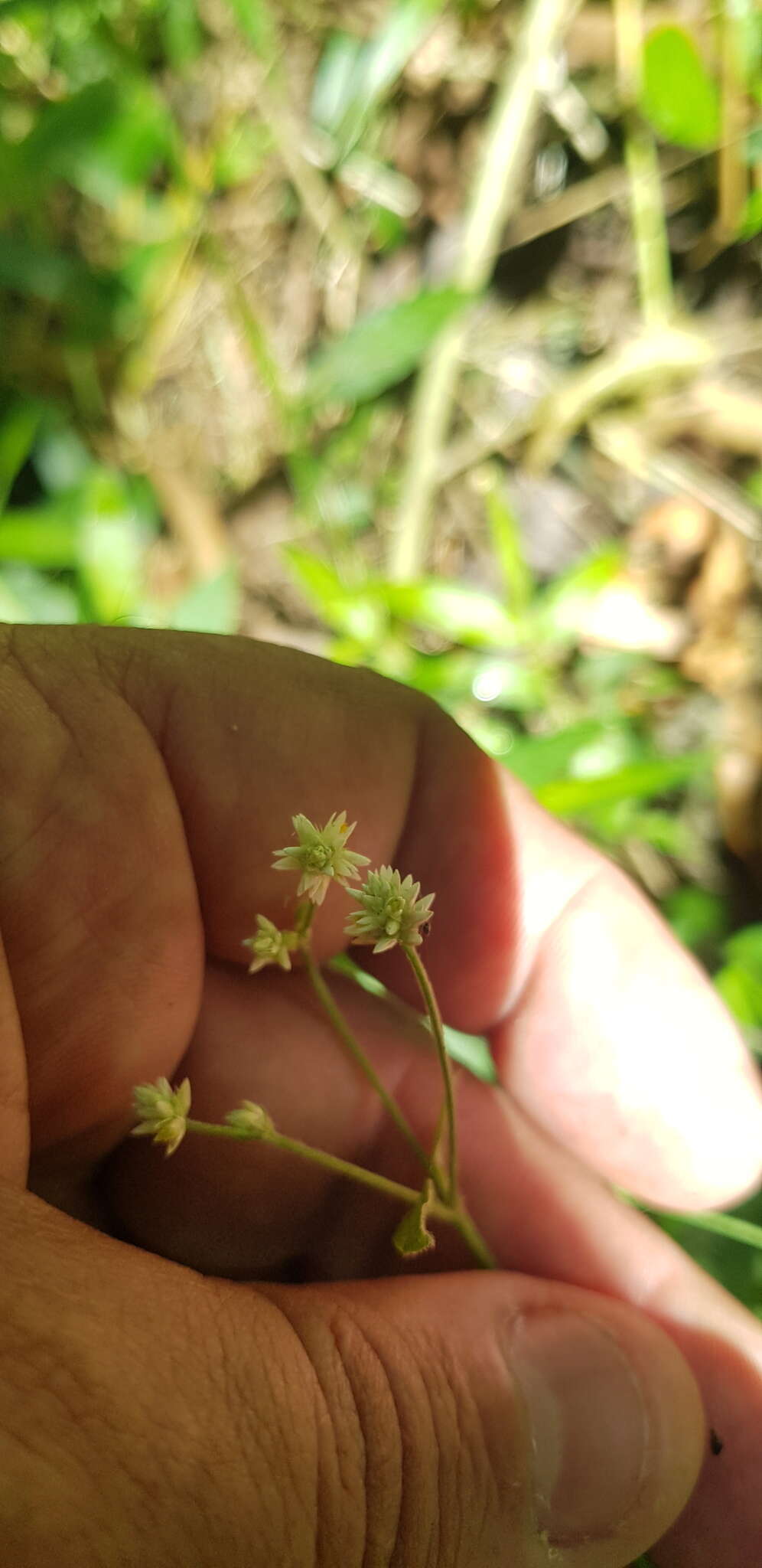 Image of Alternanthera pycnantha (Benth.) Standl.