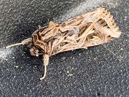 Image of Caribbean Armyworm Moth