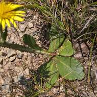 Sivun Berkheya rhapontica subsp. rhapontica kuva