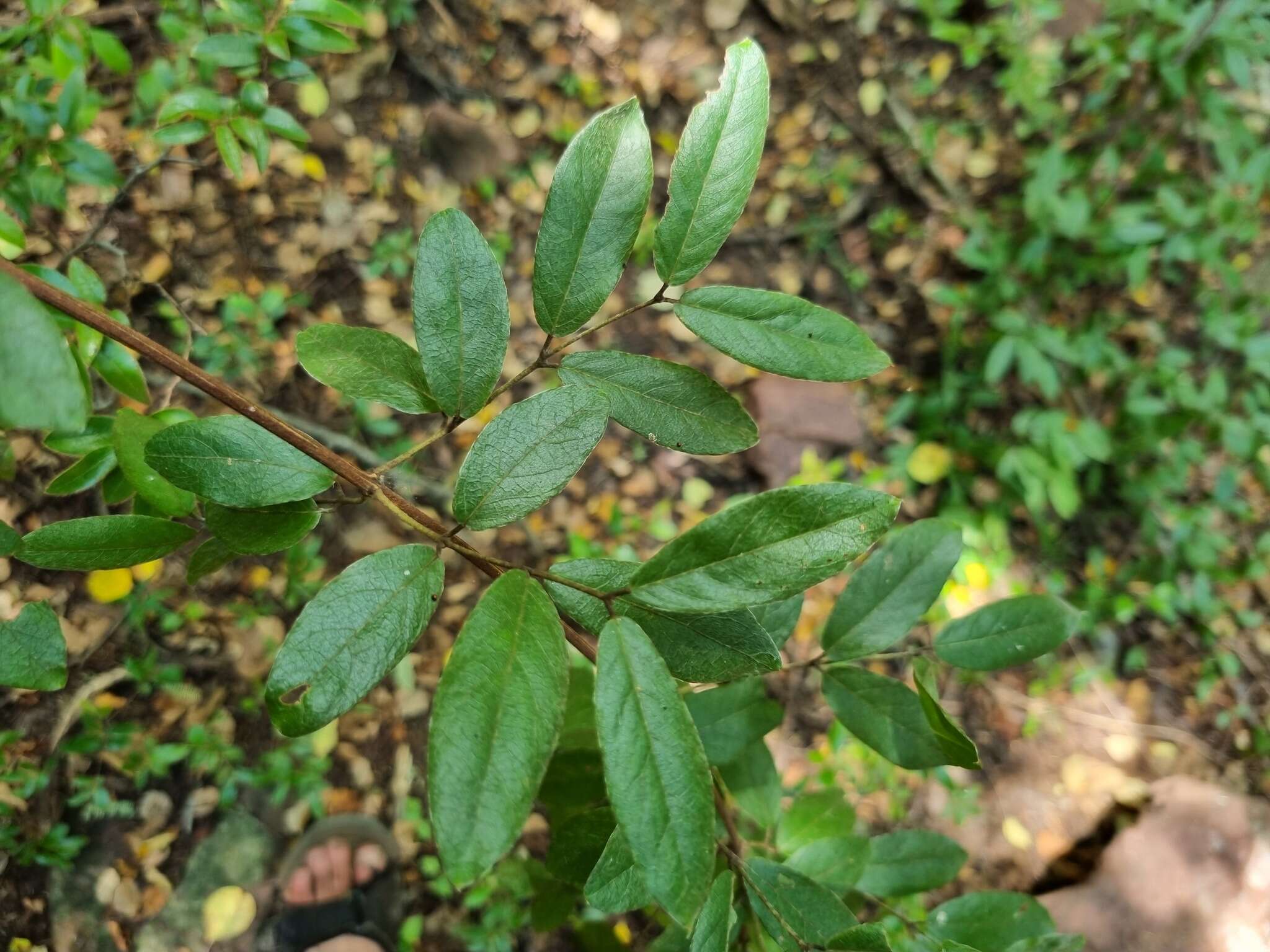 Image of Combretum moggii Exell