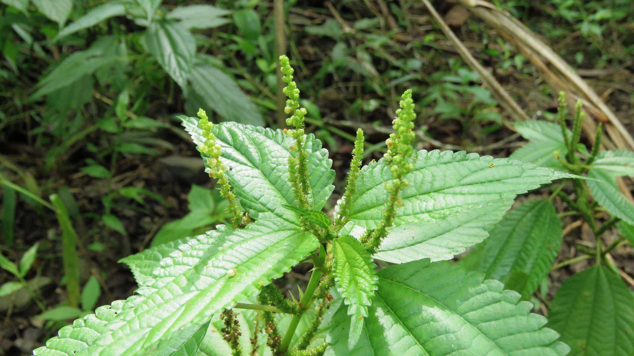 Imagem de Boehmeria sieboldiana Bl.