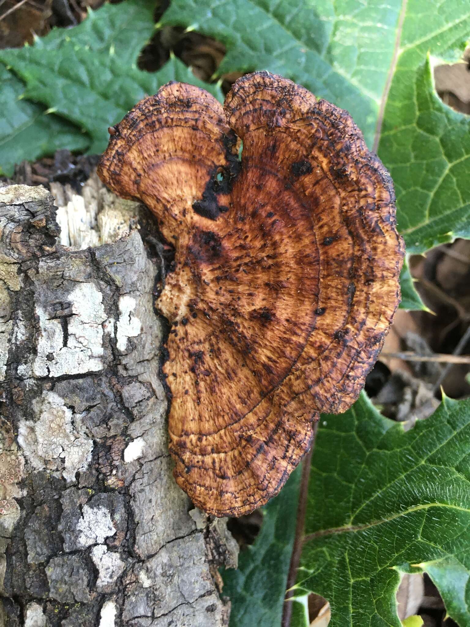 Sivun Trametes apiaria (Pers.) Zmitr., Wasser & Ezhov 2012 kuva