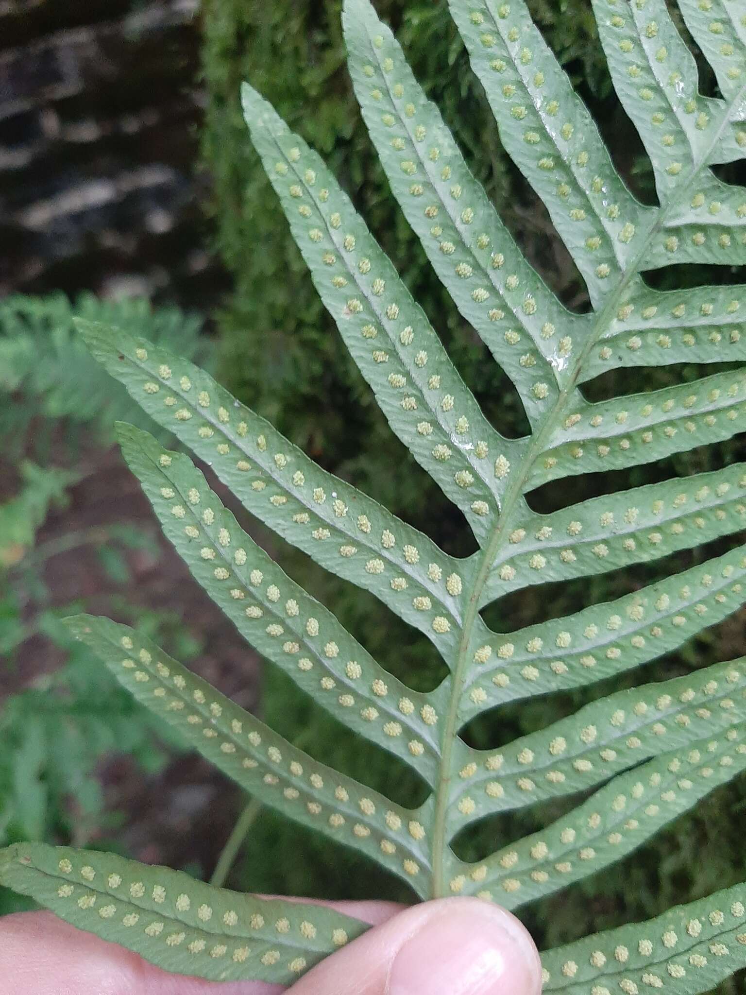 Image of Polypodium interjectum Shivas