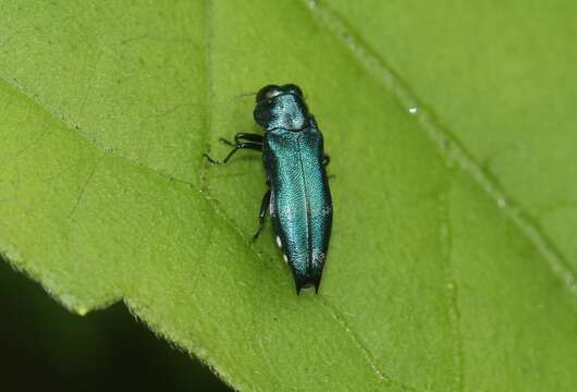 Agrilus acutus (Thunberg 1787) resmi