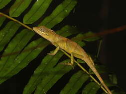 Image of Pseudocalotes khaonanensis Chan-ard, Cota, Makchai & Laoteow 2008