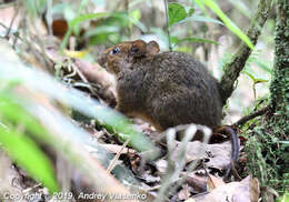 Image of island mice