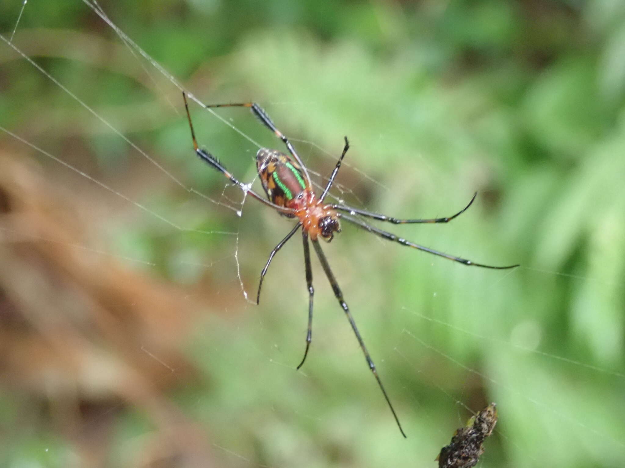 Image of Leucauge tessellata (Thorell 1887)