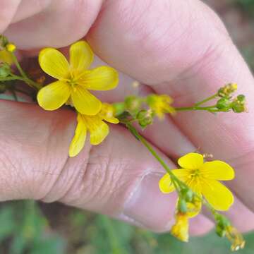 Image of Linum mexicanum Kunth