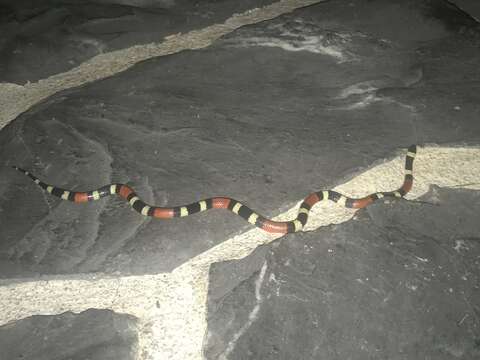 Image of Balsan Coral Snake