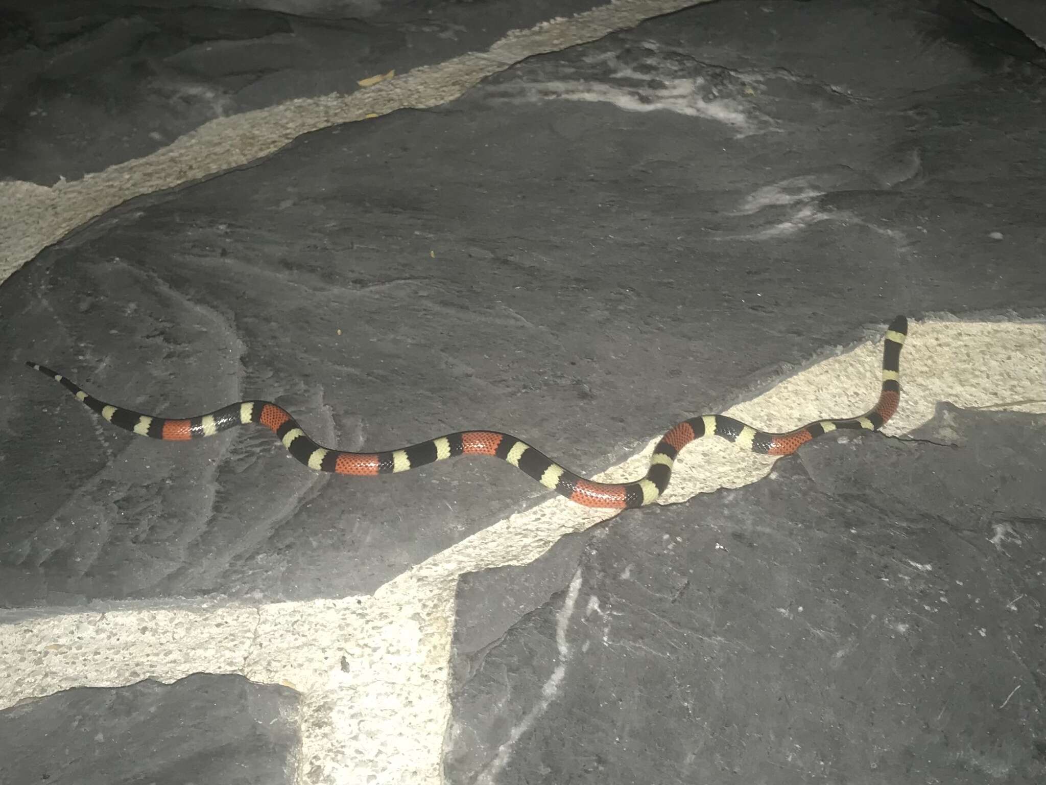 Image of Balsan Coral Snake