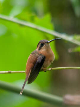 Phaethornis ruber (Linnaeus 1758) resmi