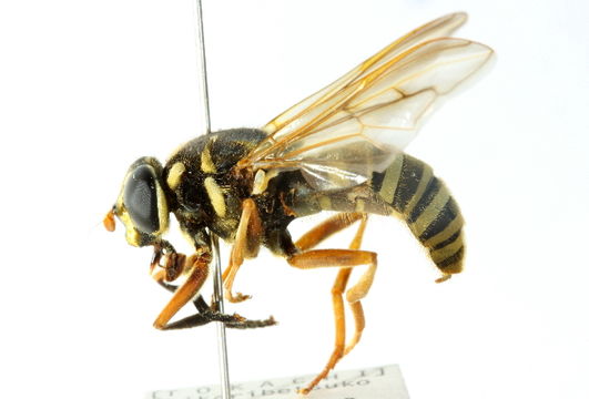 539.cncdb cnc diptera 102771 1310483582 jpg.580x360