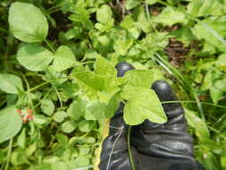 Psoralea rhombifolia Torr. & A. Gray的圖片