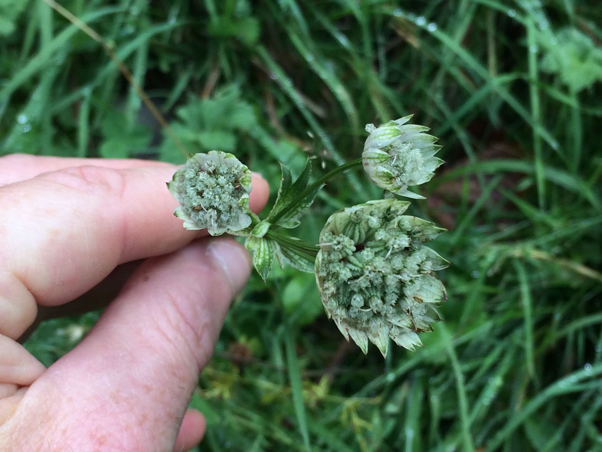 Imagem de Astrantia major L.