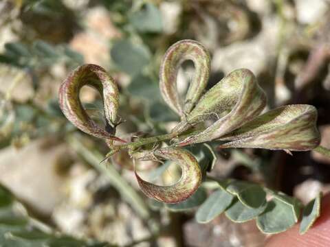 Sivun Astragalus iodanthus var. diaphanoides Barneby kuva