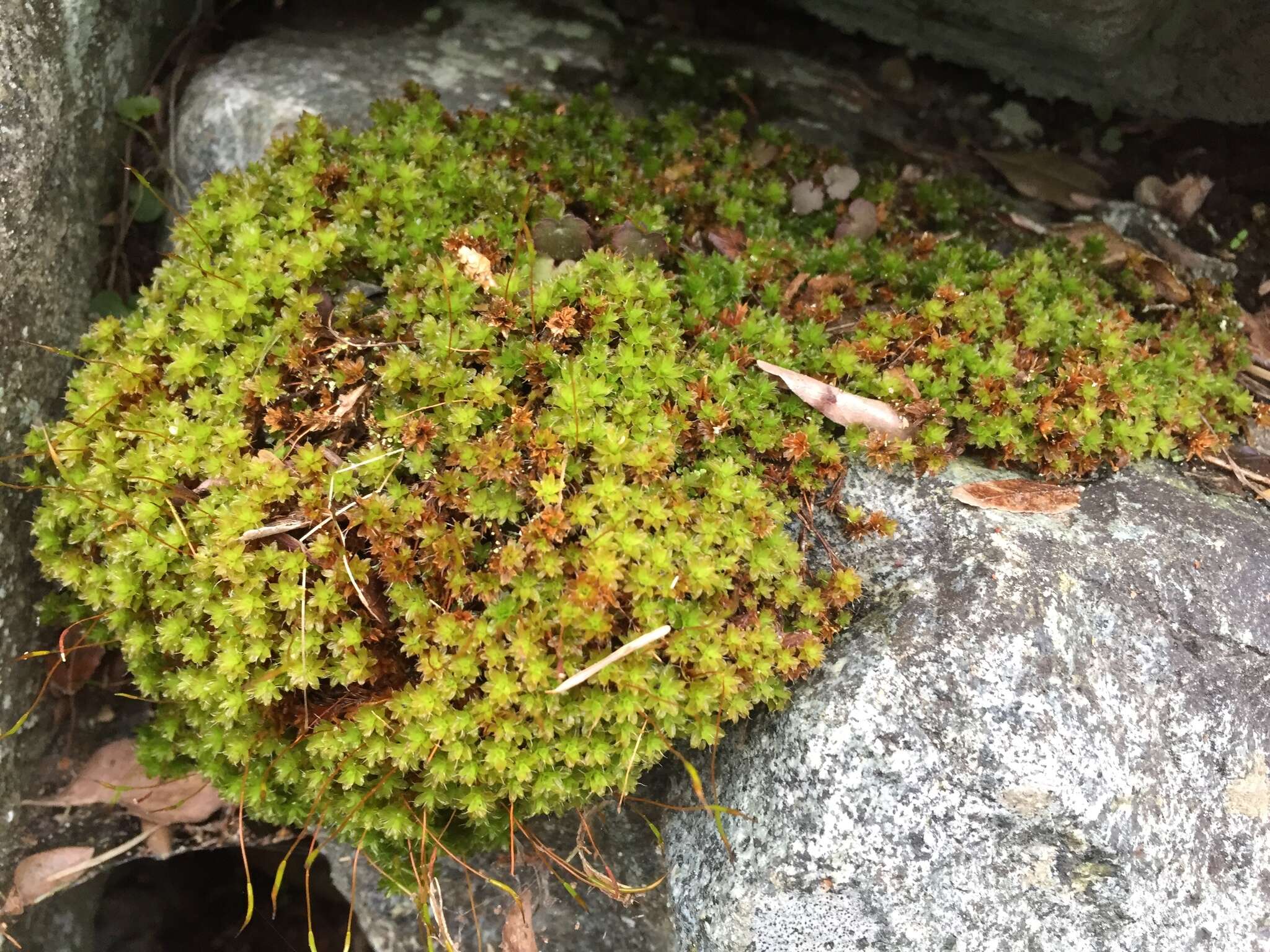 Image of great hairy screw-moss