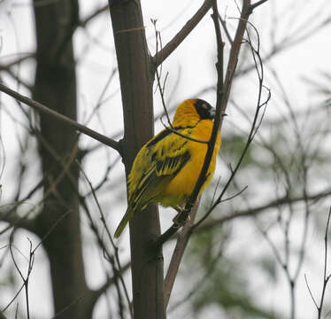 Image de Ploceus cucullatus abyssinicus (Gmelin & JF 1789)