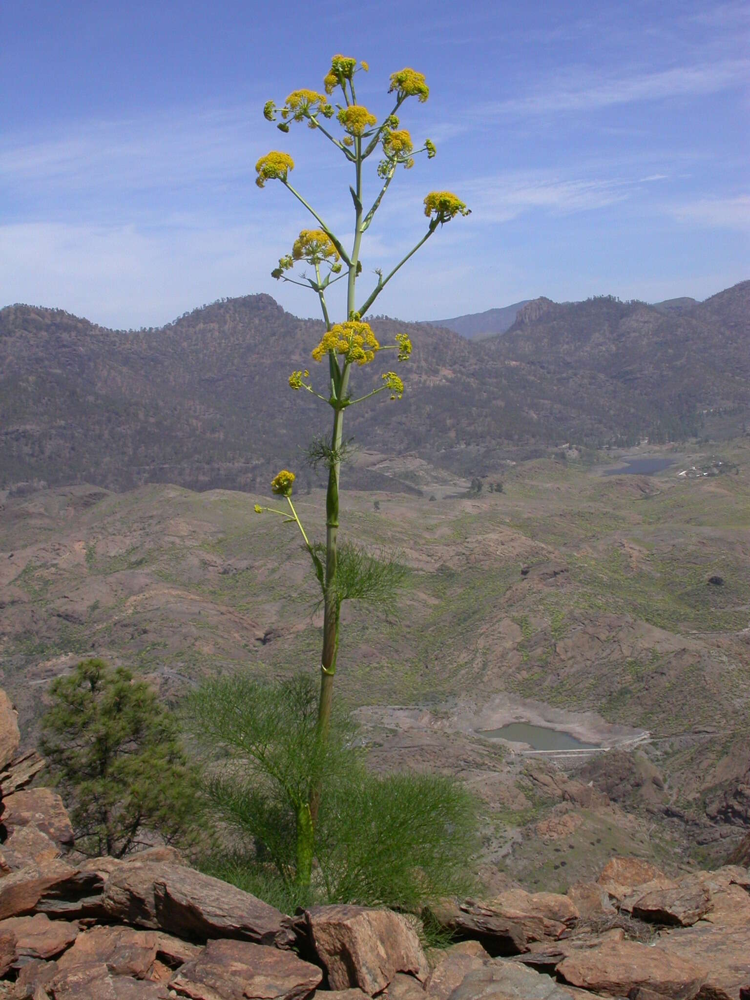 Image of Ferula communis subsp. linkii (Webb) Reduron & Dobignard