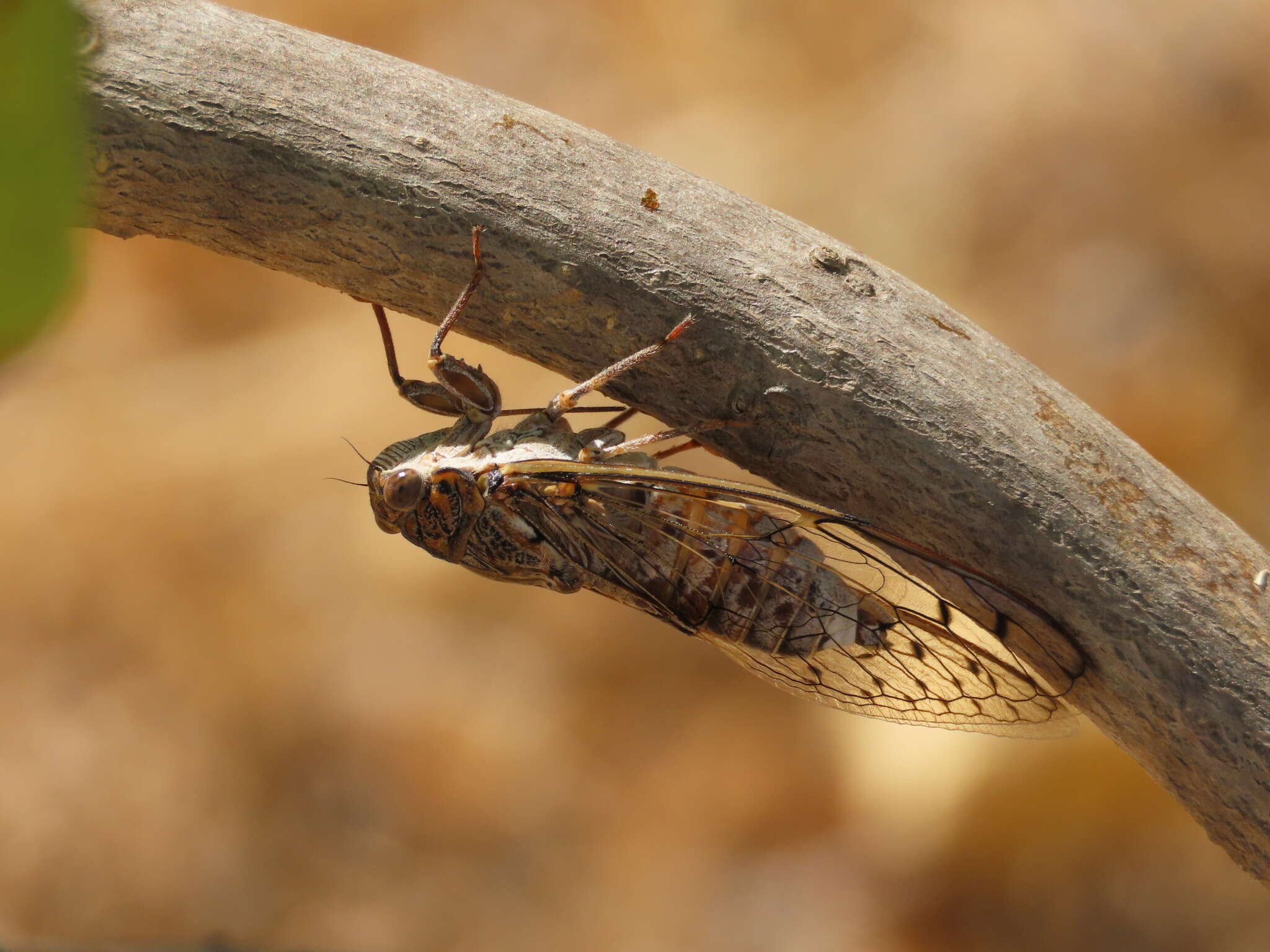 Sivun Cicada barbara (Stal 1866) kuva