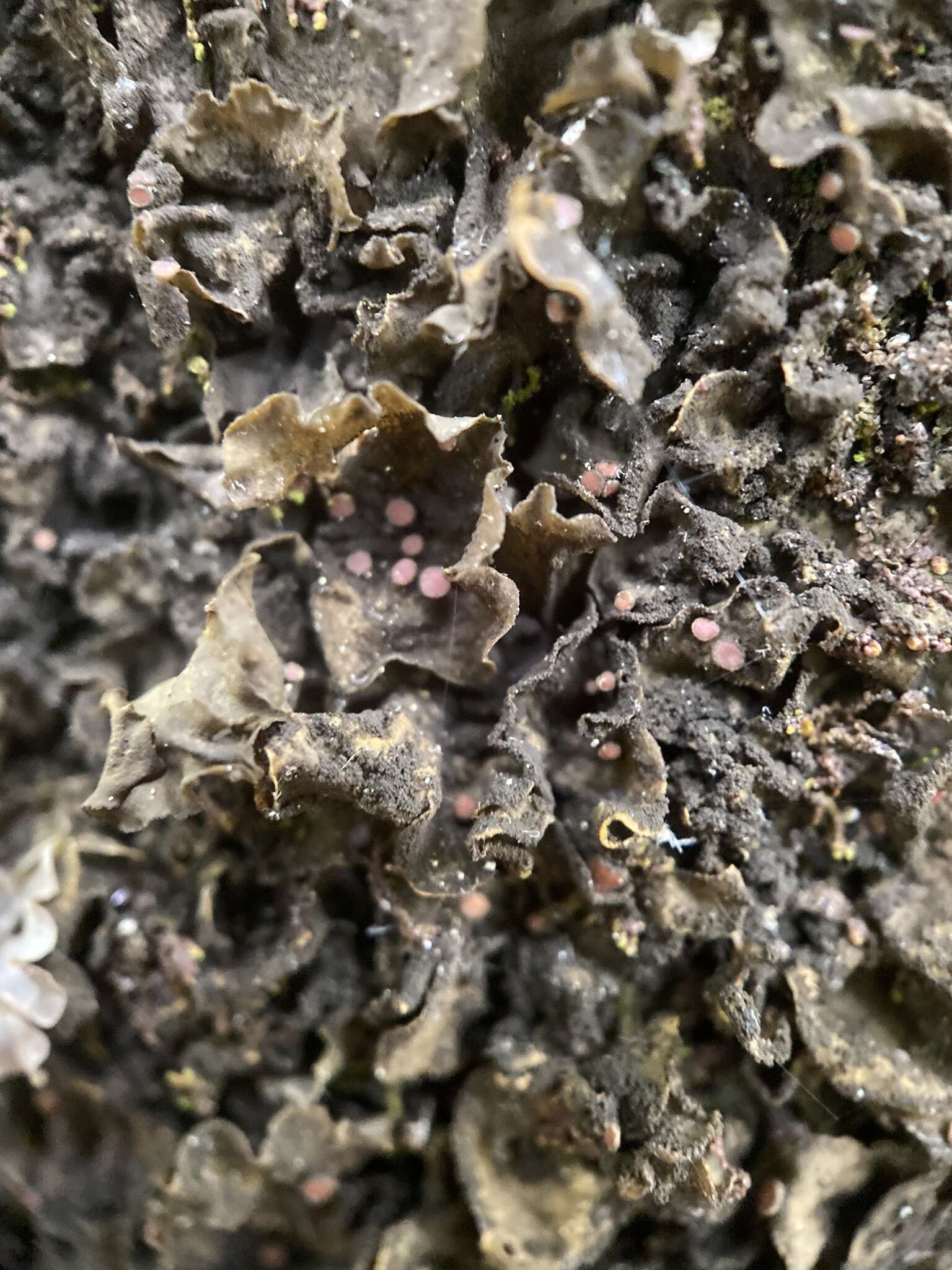 Image of skin lichen