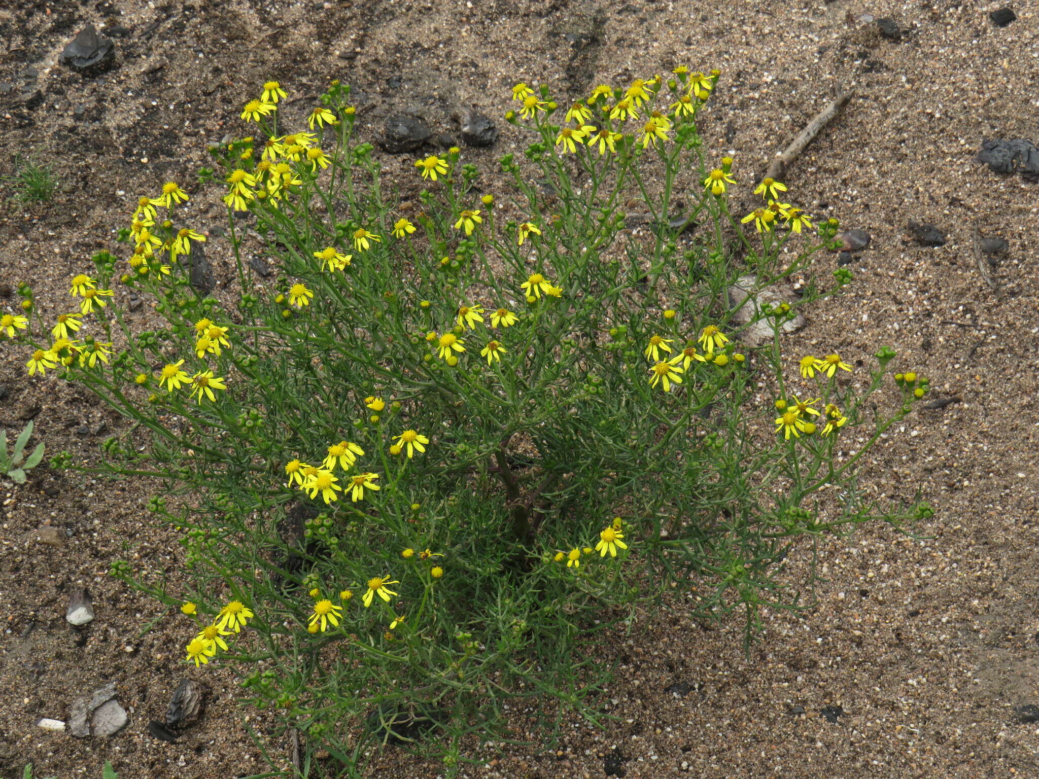 Image of Senecio burchellii DC.