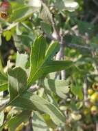 Image of Crataegus azarolus var. aronia L.