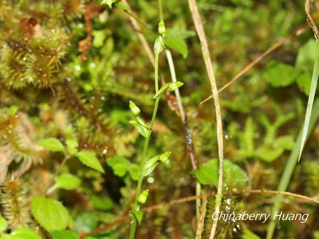 Image of Platanthera formosana (T. P. Lin & K. Inoue) Efimov