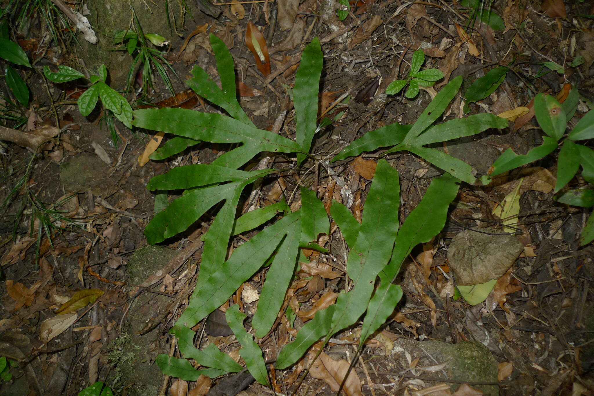 Image of Microsorum latilobatum Hennipman & Hett.