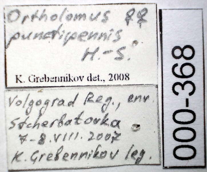 Image of Ortholomus