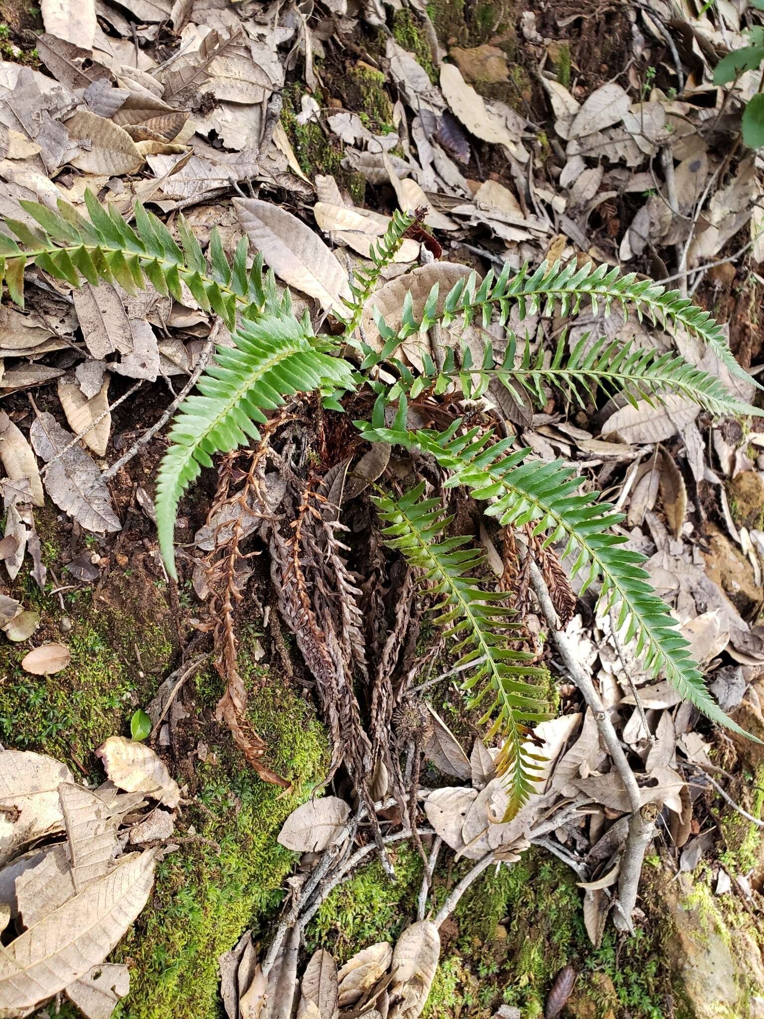 Image of narrowleaf swordfern