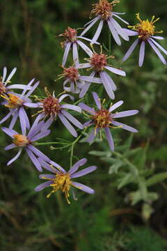 Plancia ëd Galatella cana (Waldst. & Kit.) Nees