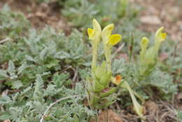 Image of Scutellaria orientalis L.