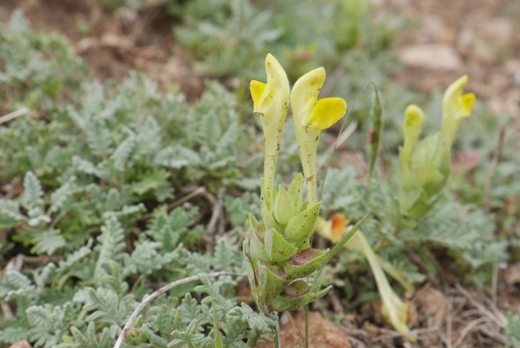 Image of Scutellaria orientalis L.