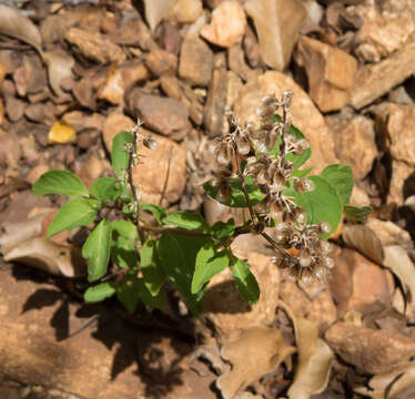 Слика од Ocimum campechianum Mill.