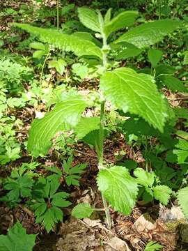 Plancia ëd Melittis melissophyllum subsp. carpatica (Klokov) P. W. Ball