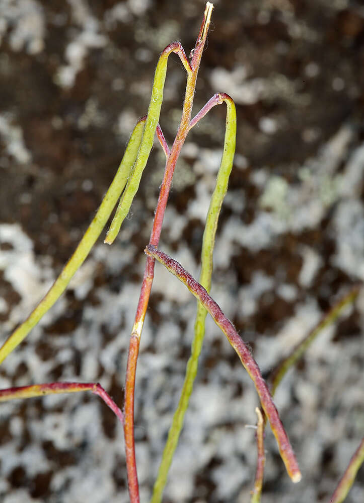 Plancia ëd Streptanthus fenestratus (Greene) J. T. Howell