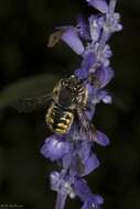 Image of wool-carder bee