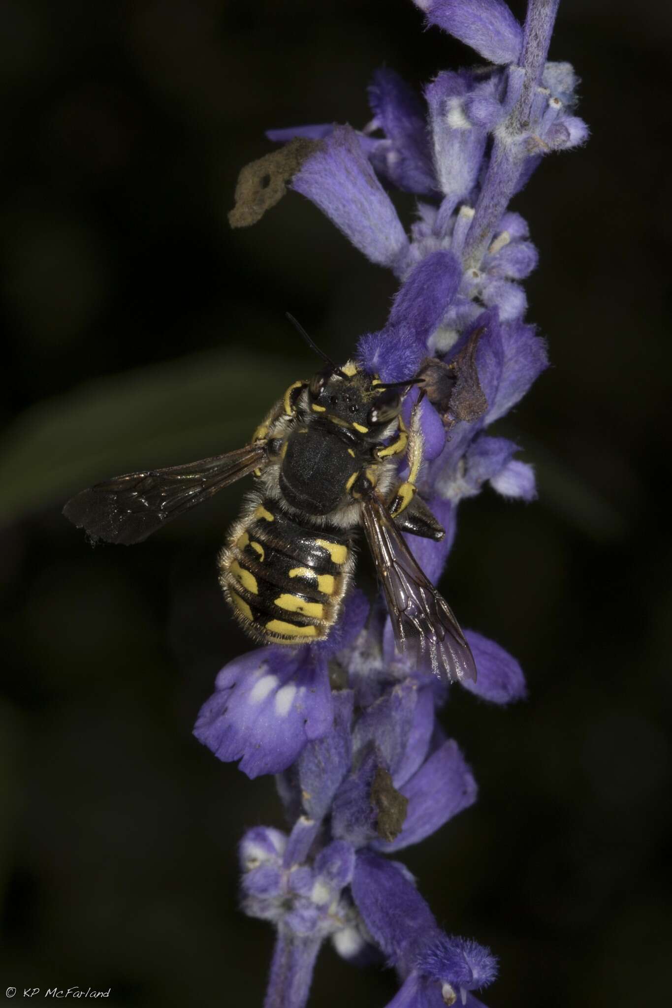 Imagem de Anthidium manicatum (Linnaeus 1758)